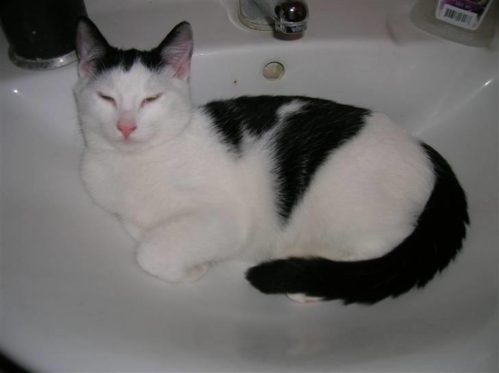 Huskat Puma billede 6