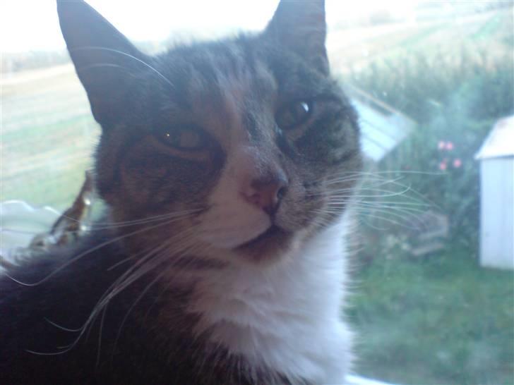 Huskat Buster billede 1