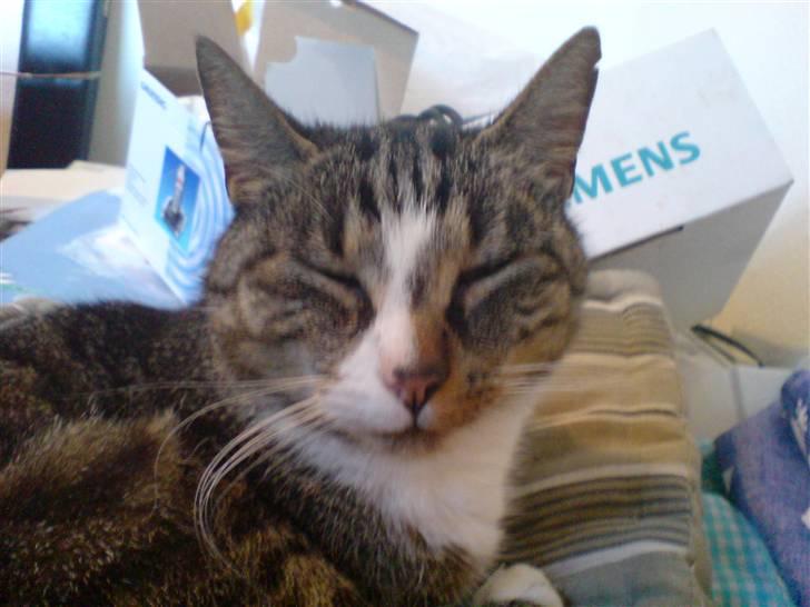 Huskat Buster billede 2