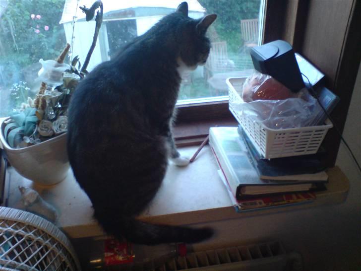 Huskat Buster billede 3