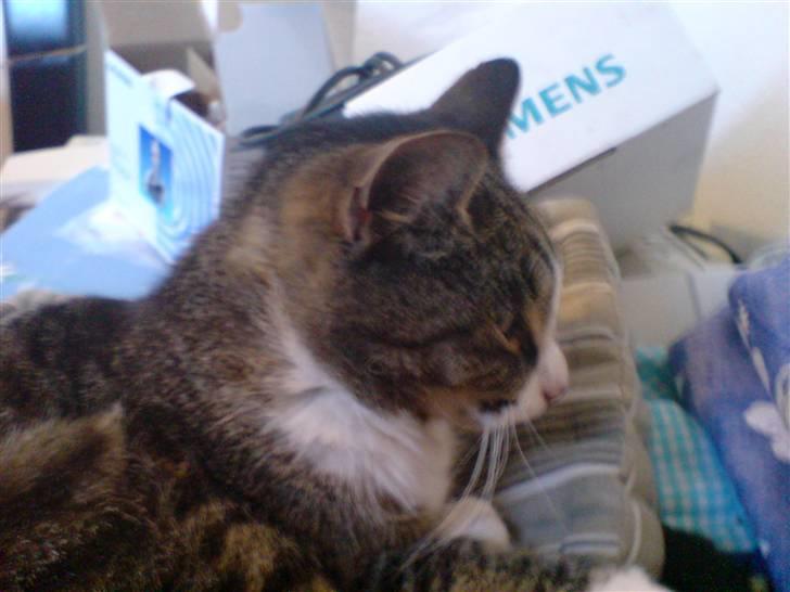 Huskat Buster billede 6