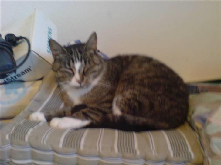 Huskat Buster billede 7