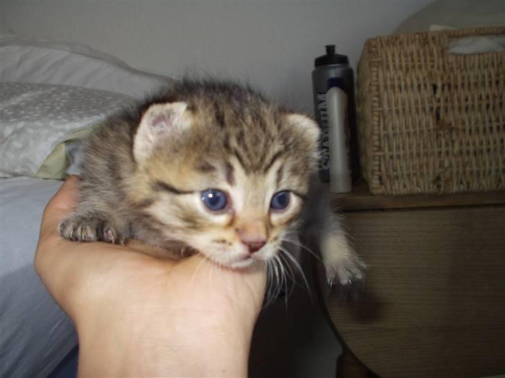 Huskat Laban - Velkommen :D Det her er så mig Laban! billede 1