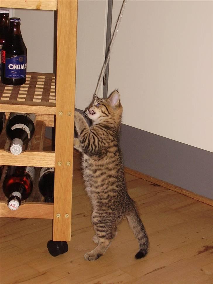 Huskat Laban - Uhh mig som vildkat :D  billede 2