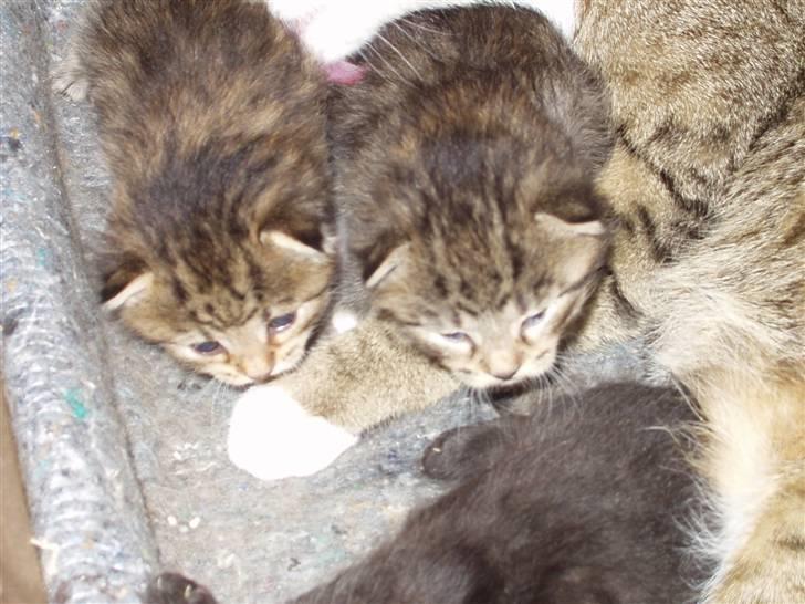 Huskat Laban - mig til venstre tror jeg nok xD Mig og lille mis ligner hinanden meget ^^  billede 3