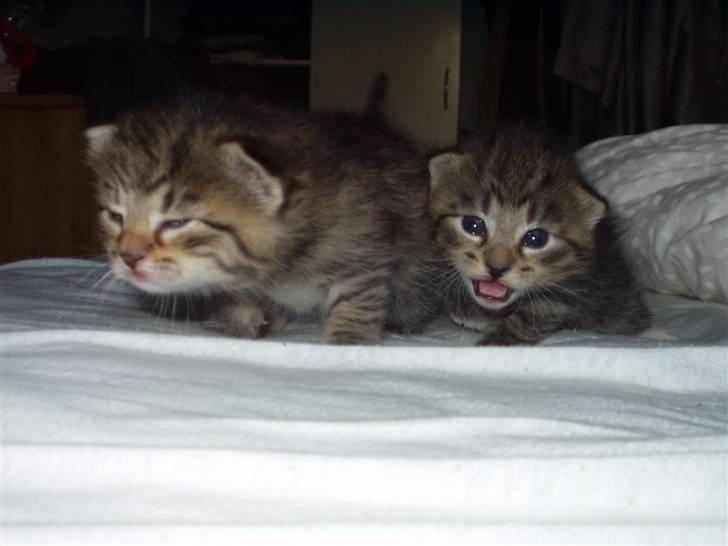 Huskat Laban - Mig til venstre og lille søster der piver ved siden af mig xD  billede 4