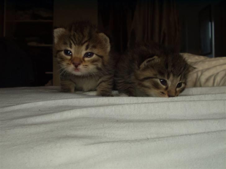 Huskat Laban - Mig til venstre mens lille søstertager sig en lur xD  billede 5