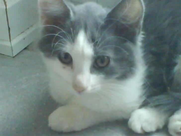 Huskat buller<3333 - her ligger buller og slapper af. han er lige kommet til sit nye hjem billede 1