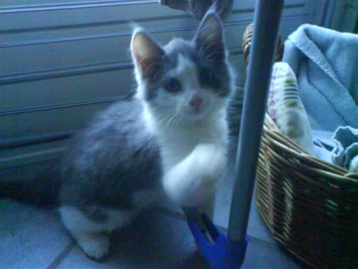 Huskat buller<3333 - hvem der?? billede 2