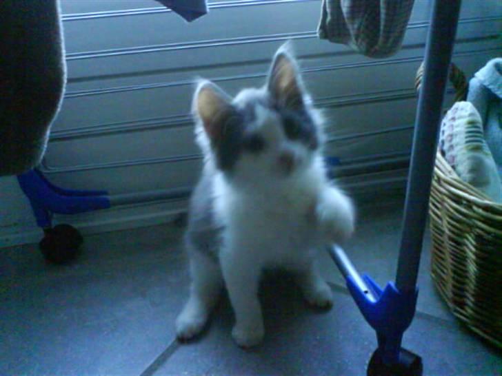 Huskat buller<3333 billede 3