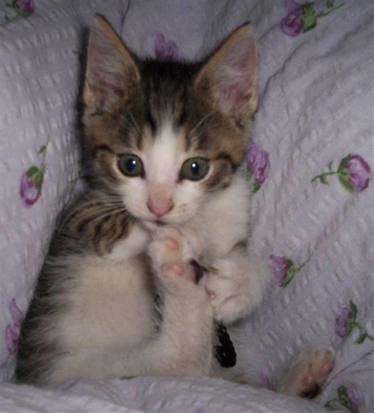 Huskat Alfie (givet væk) billede 1