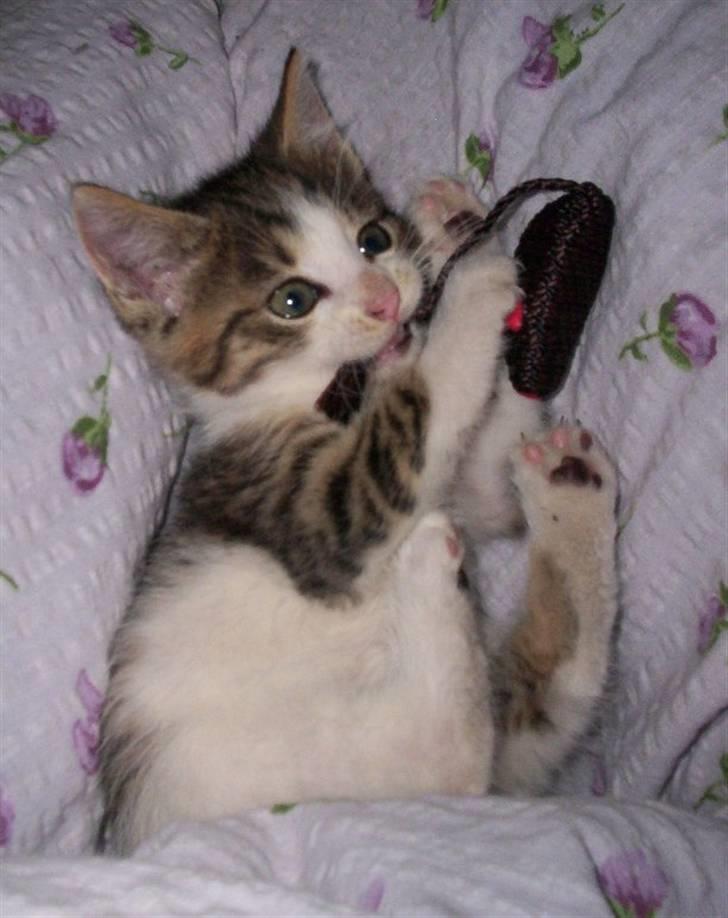 Huskat Alfie (givet væk) billede 2