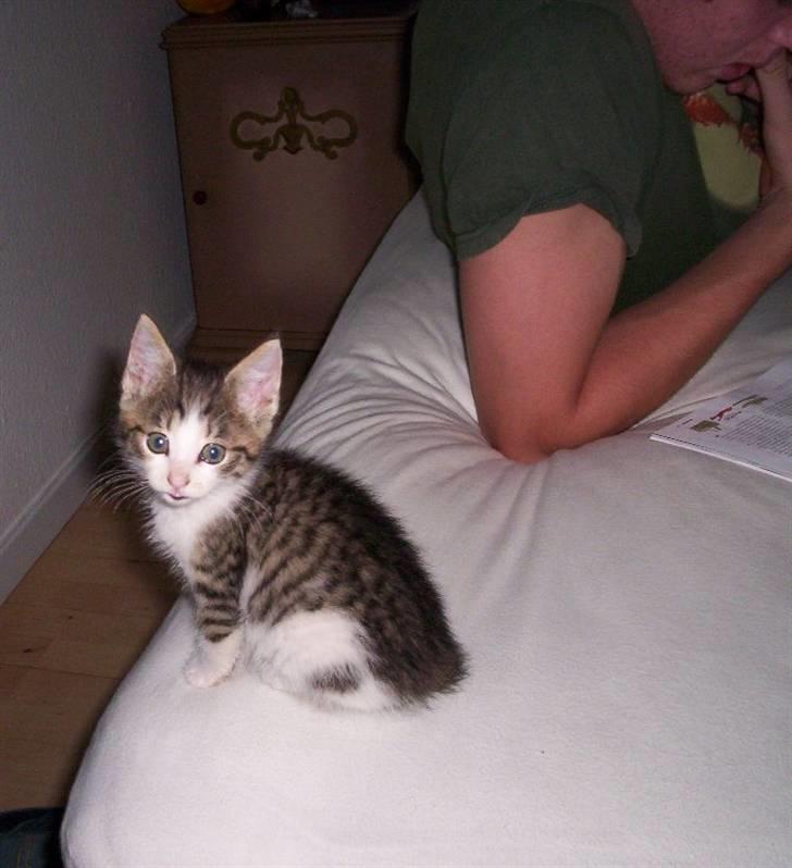 Huskat Alfie (givet væk) - oppe ved min søster før jeg fik hende billede 3