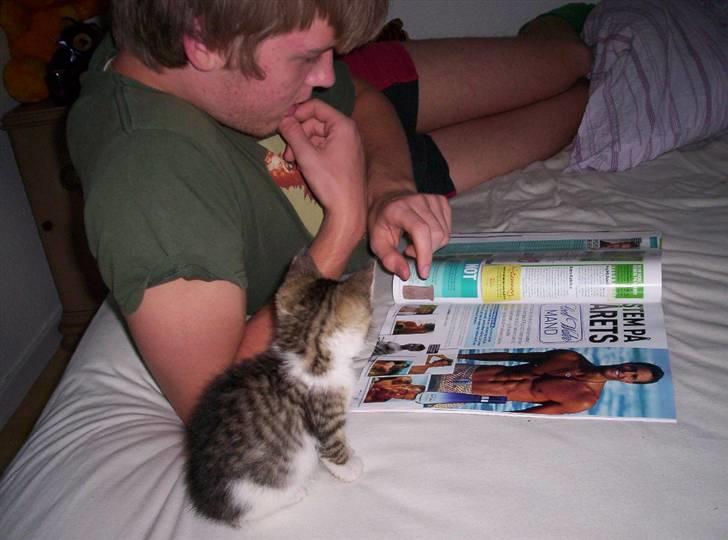 Huskat Alfie (givet væk) - Min svoger og Alfie kigger på de lækre mænd i damebladet Woman billede 4