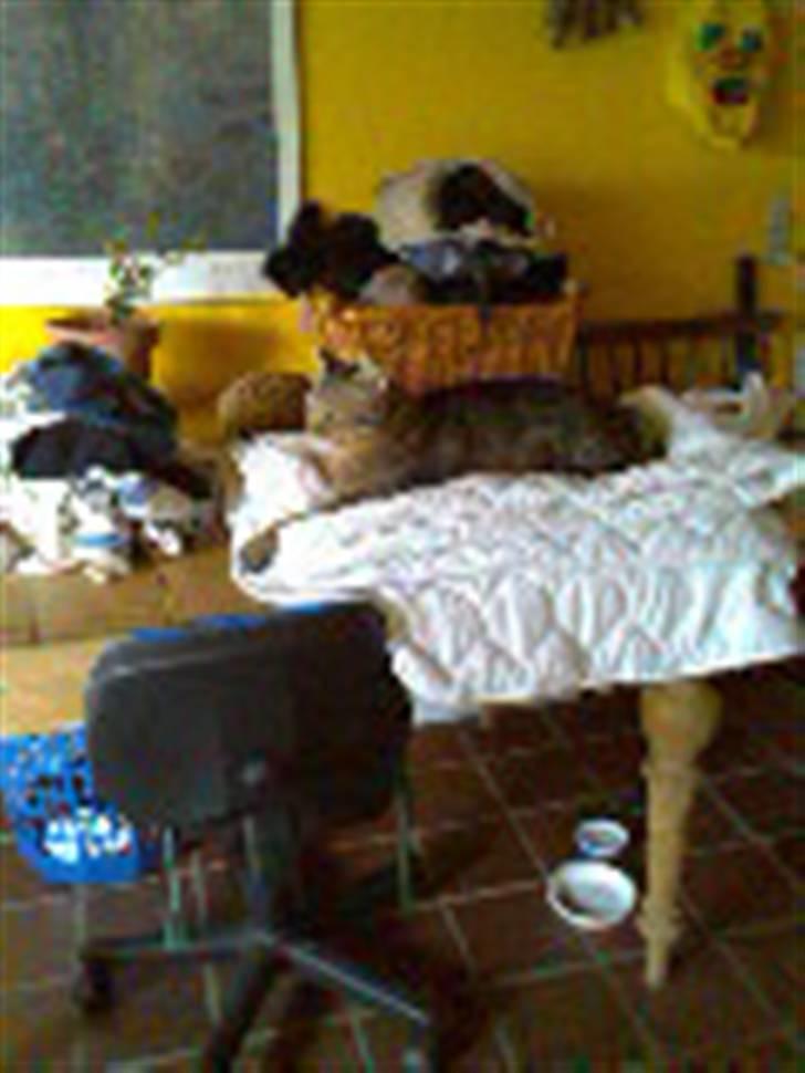 Huskat Tiger - Slapper af på det nyvaskede lagenting :D billede 2