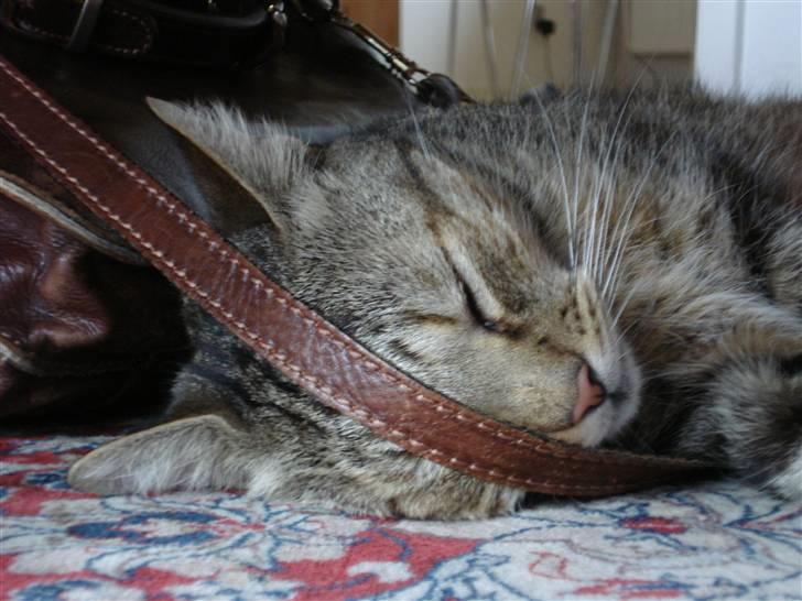 Huskat Tiger - Faldt li i søvn ved siden af mors taske . Elsker at sove sammen med den :D billede 3