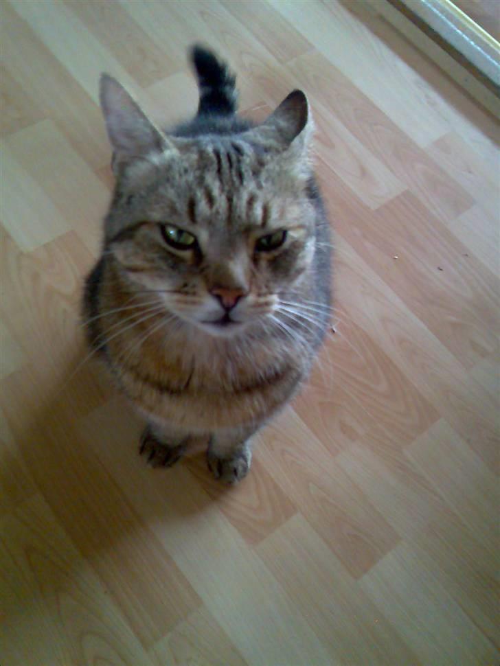 Huskat Tiger - Har du noget mad ? :D billede 4