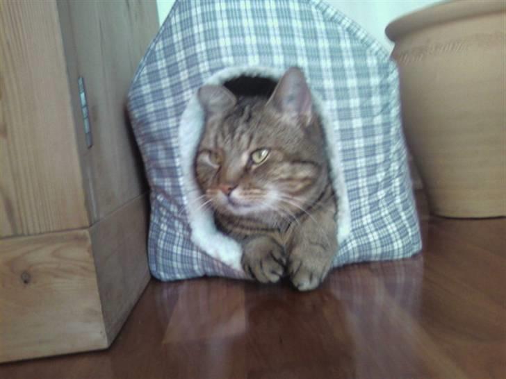 Huskat Tiger - Ligger lii i missehulen :D billede 5