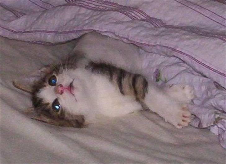 Huskat Alfie (givet væk) - oppe ved min søster før jeg fik hende billede 5