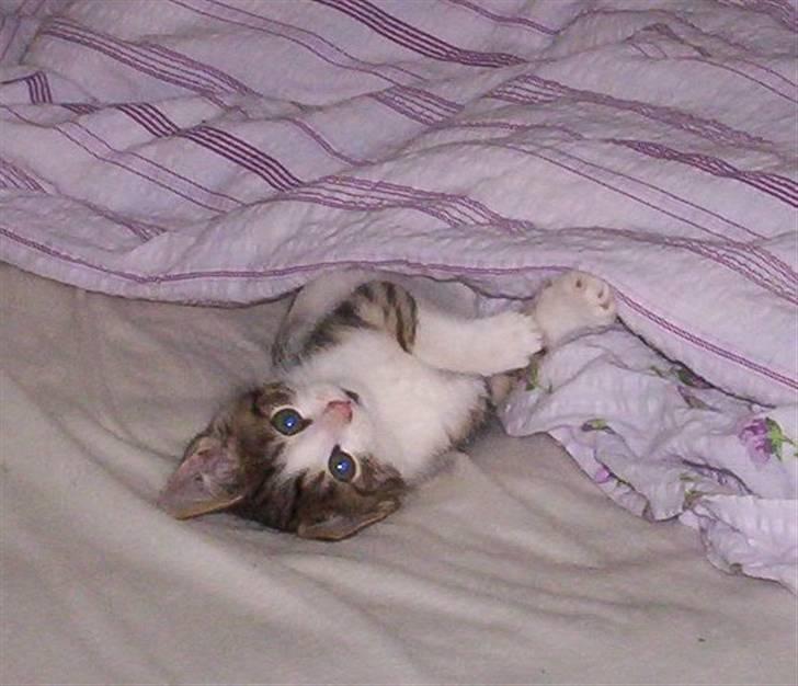 Huskat Alfie (givet væk) - oppe ved min søster før jeg fik hende billede 6