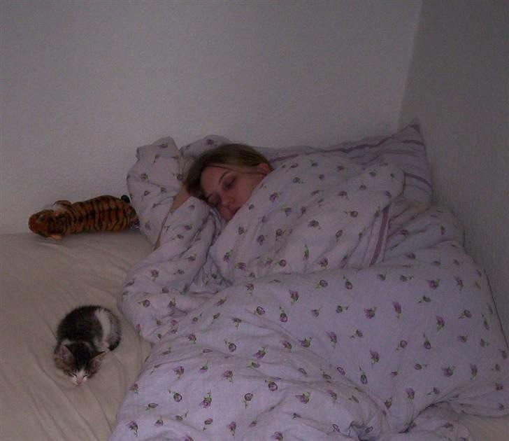 Huskat Alfie (givet væk) - her ligger min søster og sover sammen med alfie billede 7