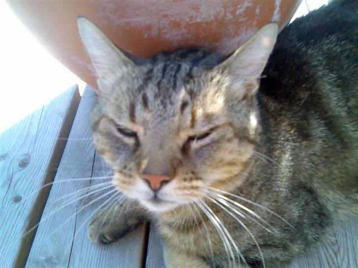 Huskat Tiger - Ligger bag citrontræet i skyggen . Ahhh :) billede 6
