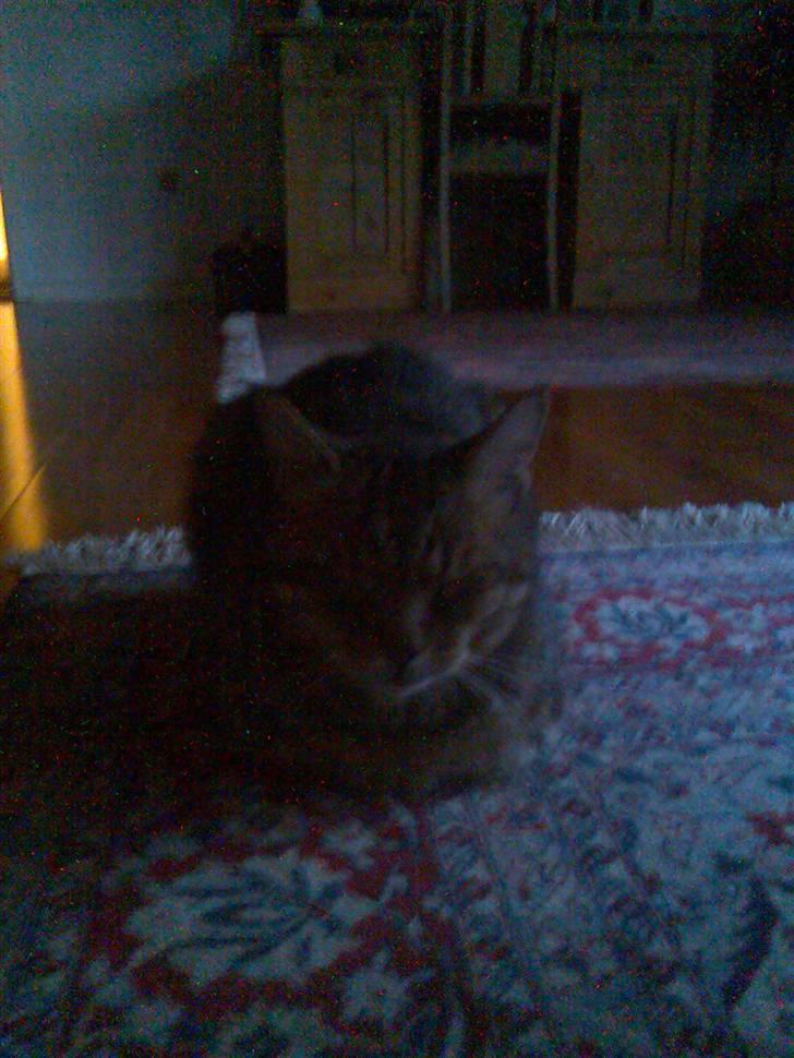 Huskat Tiger - Ligger li på tæppet .  billede 7