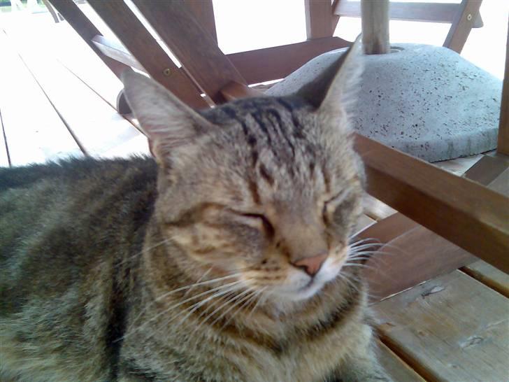 Huskat Tiger - Slapper af i varmen :) billede 8