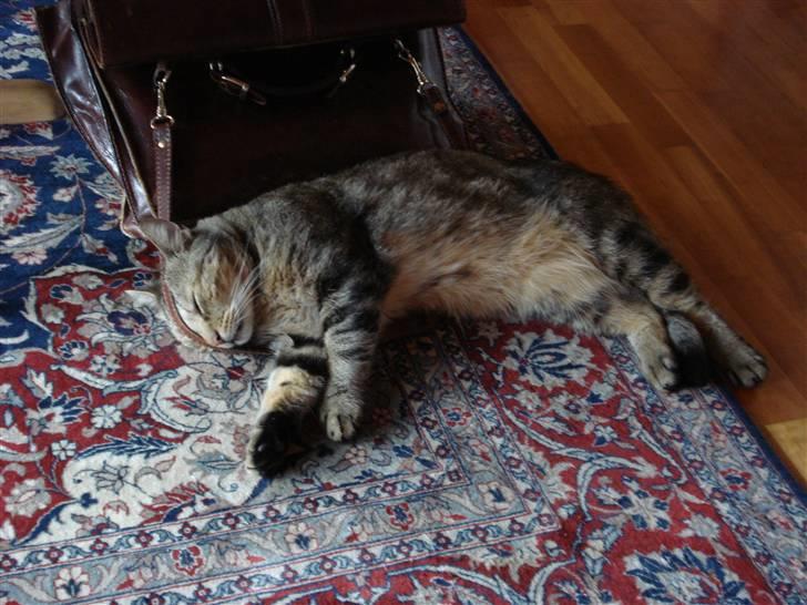 Huskat Tiger - Sover ved moars taske . billede 9