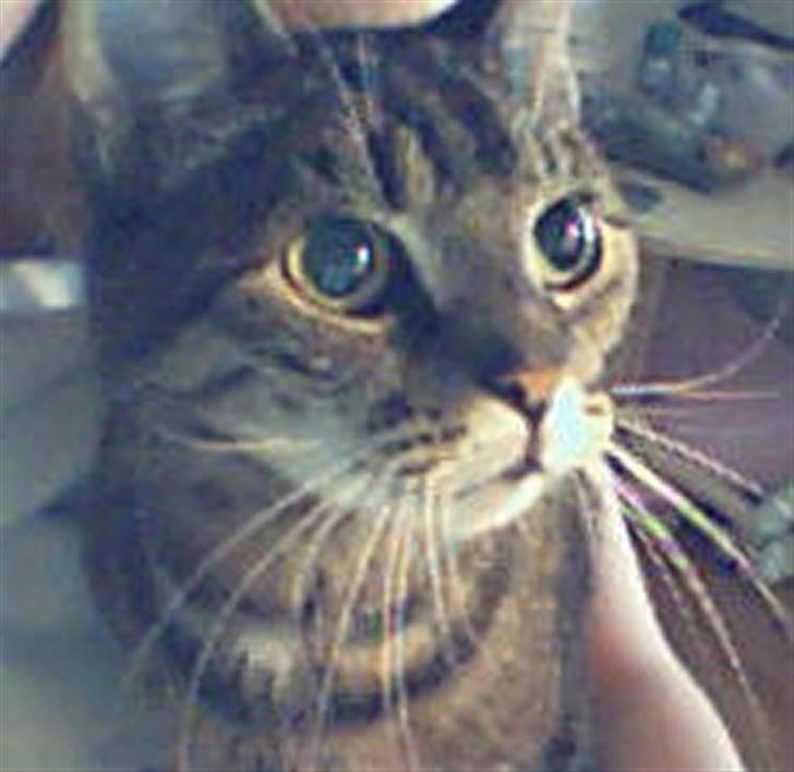 Huskat Turbo (RIP) - R.I.P billede 1