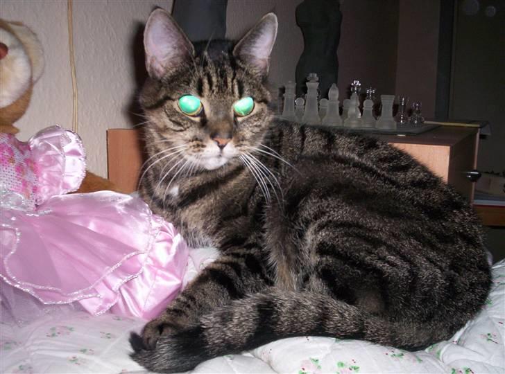 Huskat Turbo (RIP) - R.I.P turbo billede 2