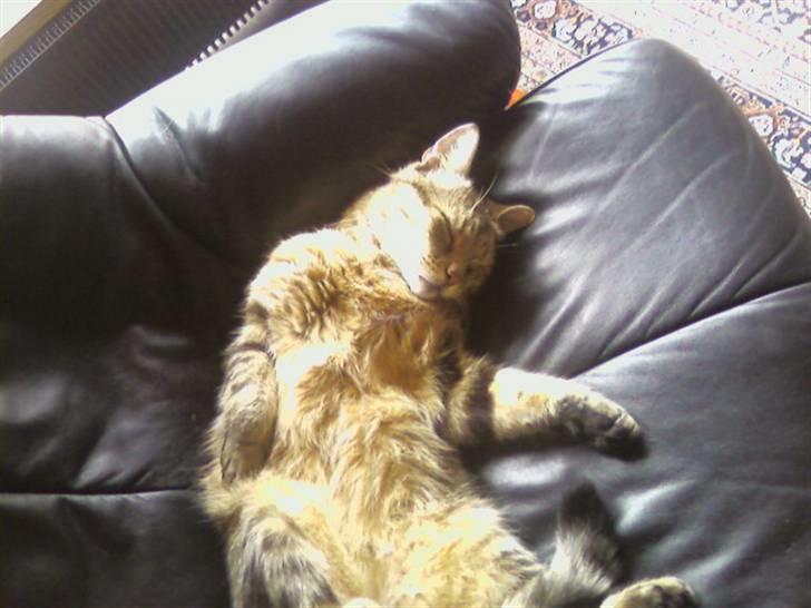 Huskat Tiger - ZzzzzzzzzzzzzzzzZ billede 10