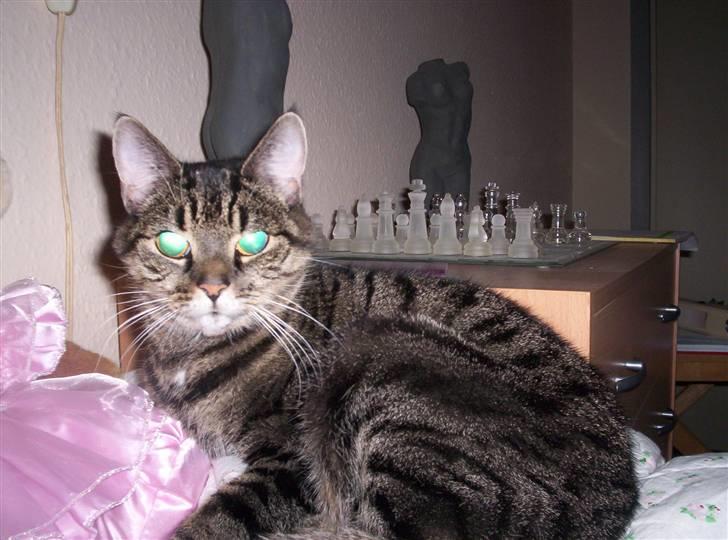 Huskat Turbo (RIP) - hvil i fred turbo billede 4