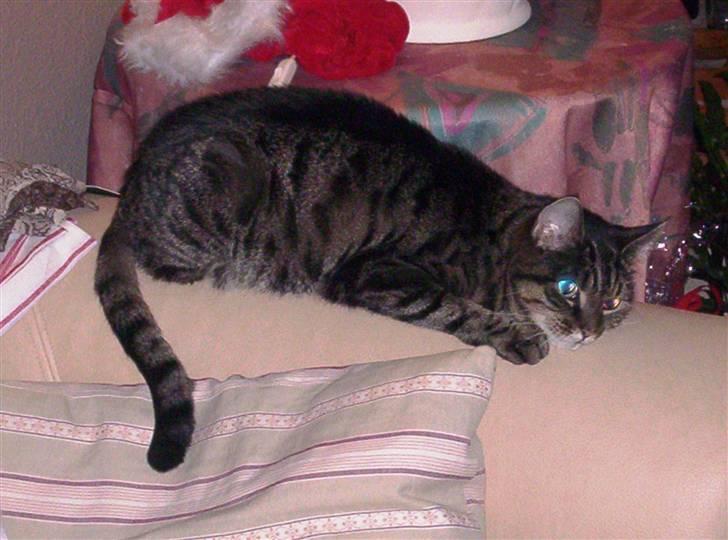 Huskat Turbo (RIP) - RIP billede 5