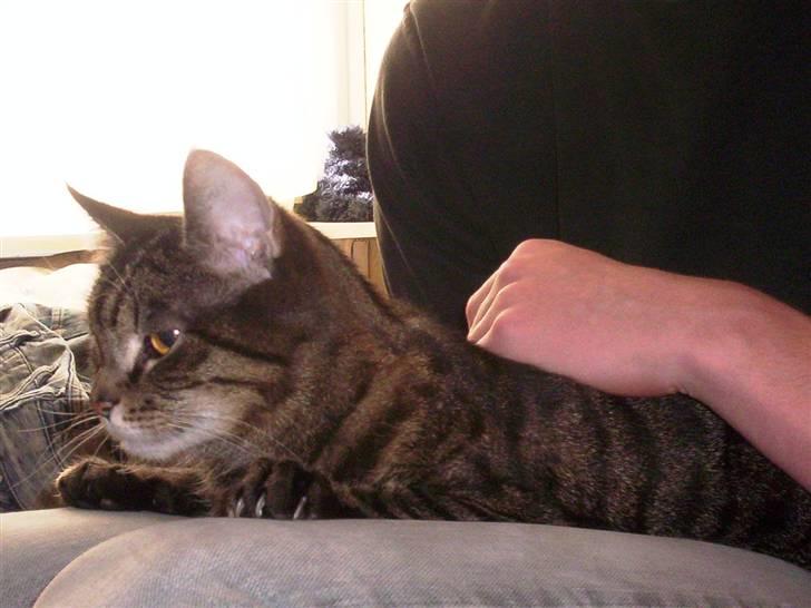 Huskat Turbo (RIP) - Hvil i fred turbo billede 6