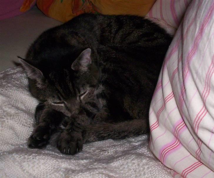 Huskat Turbo (RIP) - RIP billede 7