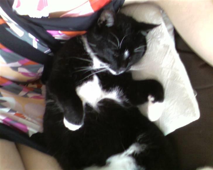 Huskat Mis - mmmhh eeelsker at flade ud på mor ! billede 1