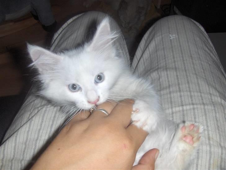 Maine Coon soya - 9 uger gammel billede 7