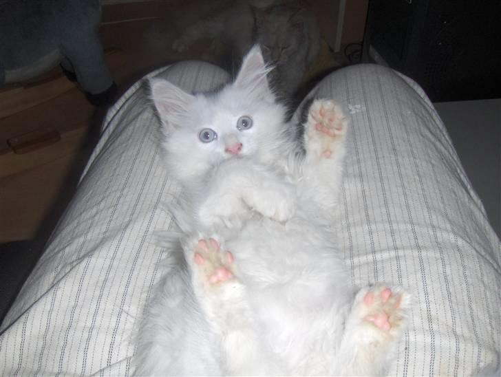 Maine Coon soya - 9 uger gammel billede 8