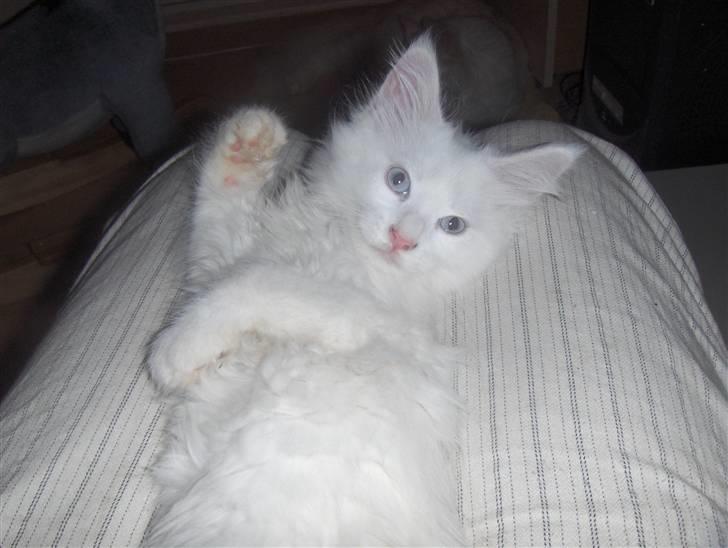 Maine Coon soya - 9 uger gammel billede 9