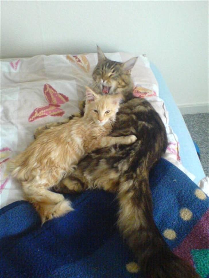 Maine Coon Vinterbo´s Alfred. billede 12