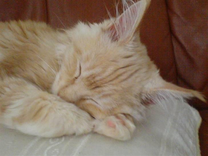 Maine Coon Vinterbo´s Alfred. billede 13