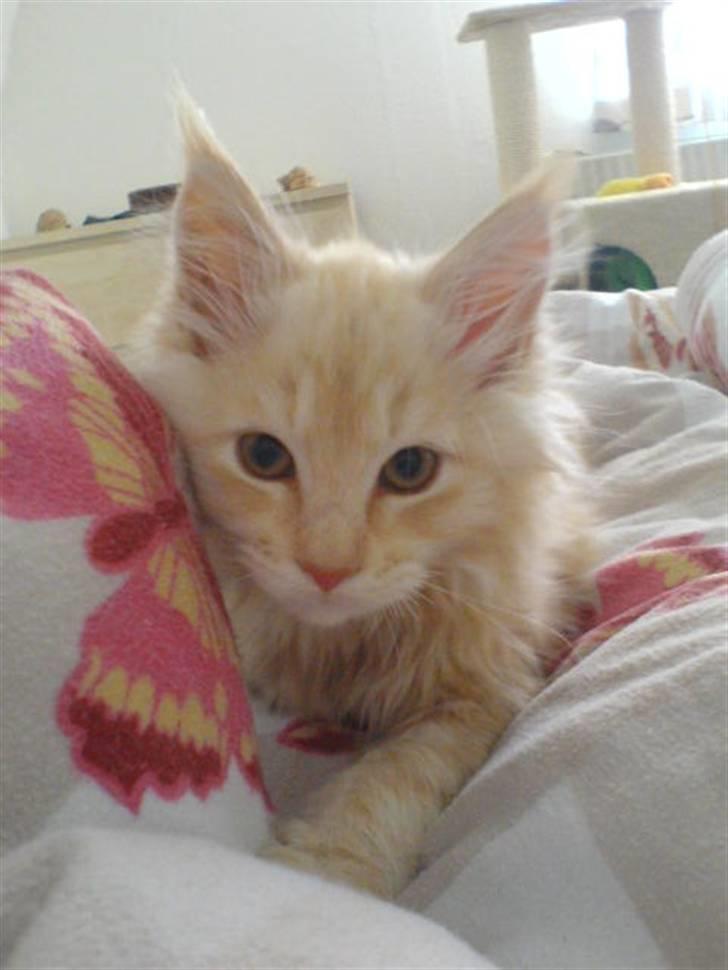 Maine Coon Vinterbo´s Alfred. billede 14