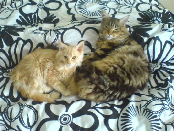 Maine Coon Vinterbo´s Alfred. billede 15