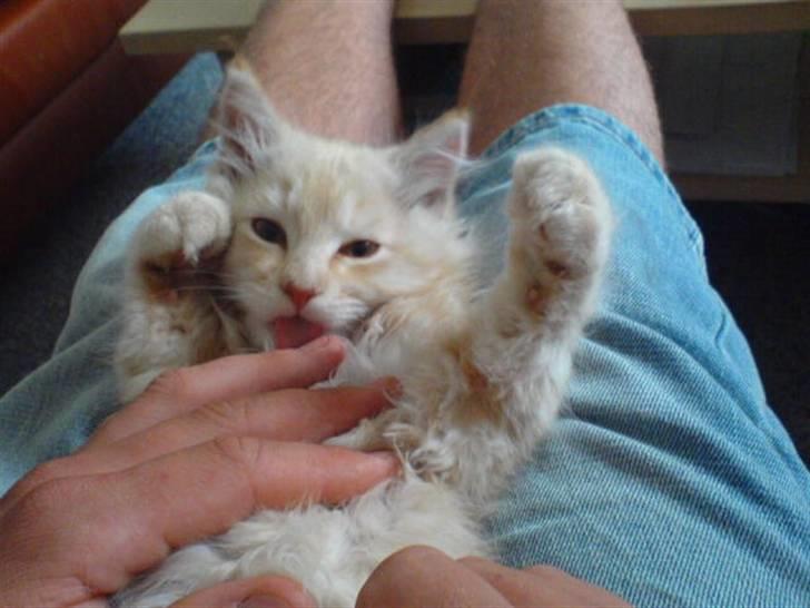 Maine Coon Vinterbo´s Alfred. billede 16