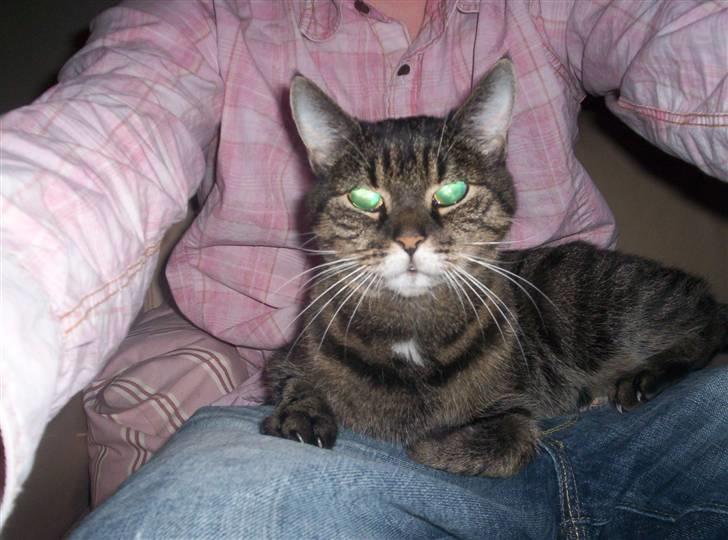 Huskat Turbo (RIP) - en af de sidste billeder der blev taget af damen billede 8