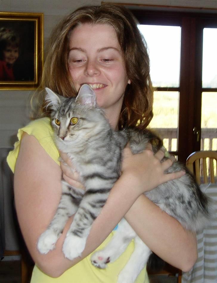 Norsk Skovkat Titan - Dette er min skønne Titan billede 16