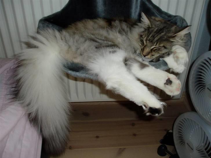 Norsk Skovkat Titan billede 17