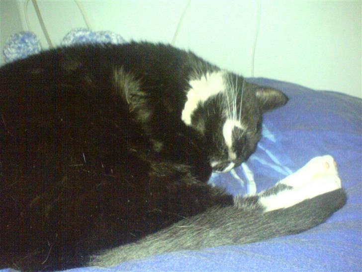 Huskat Bølle R.I.P billede 12