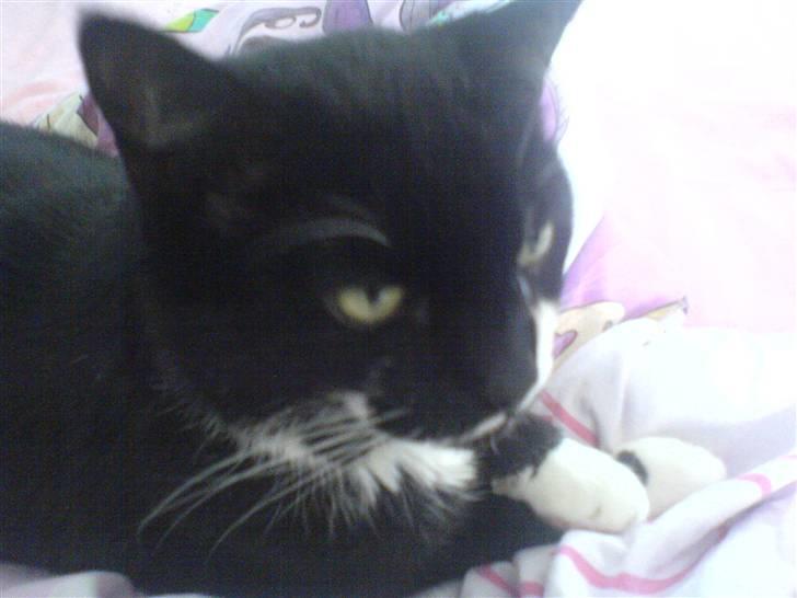 Huskat Bølle R.I.P billede 13